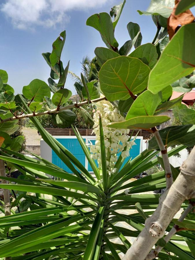 Quarter of Orleans Tiko Lodge Sxm מראה חיצוני תמונה